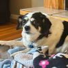 Molly D64960 photo 2