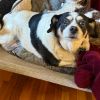 Molly D64960 photo 4