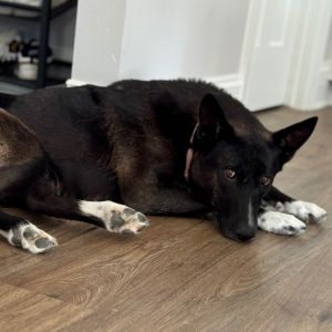 Nature, Young Female Mixed Breed
