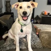 Snacks, Baby Female Mixed Breed