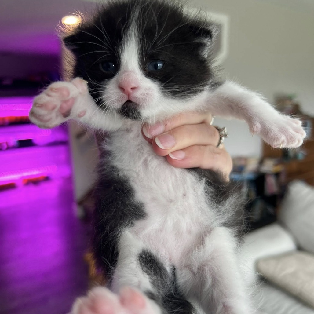 Sweetie