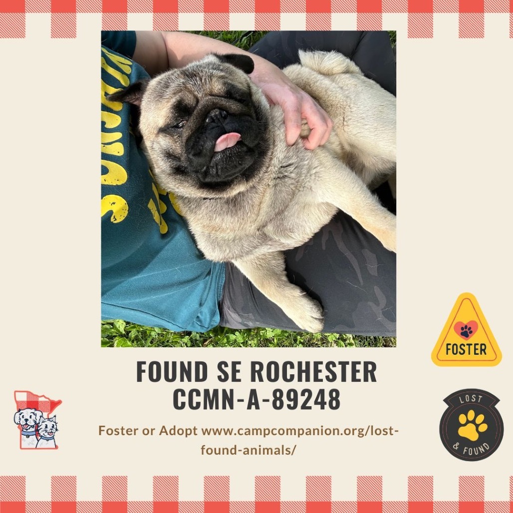 FOUND DOG SE ROCHESTER