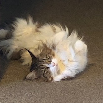 Tootsie