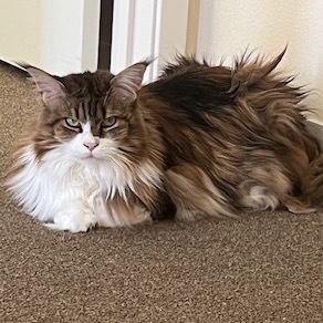 Tootsie