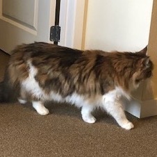 Tootsie