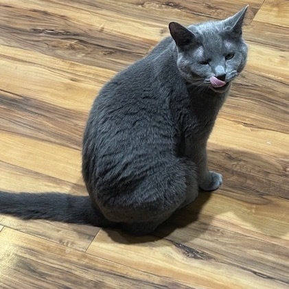 Jellybean