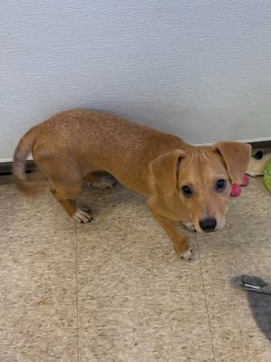 August, Baby Male Terrier