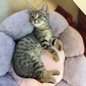 Frida 5147, Baby Female Domestic Short Hair