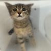 Frida 5147 photo 2