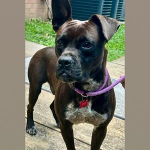 Boondocks 1033, Adult Male Mixed Breed