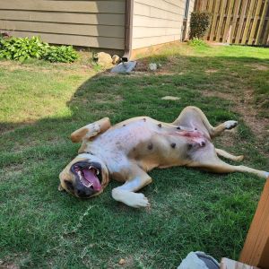 Vida, Adult Female Mixed Breed