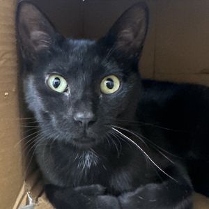 Denise is ready for a new beginning Shes sweet playful and will make a great addition to the rig
