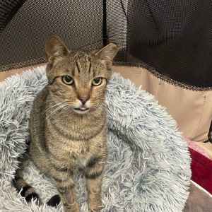 Apollo Domestic Short Hair Cat