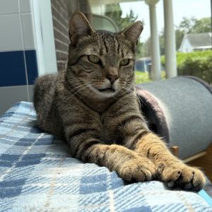 Apollo came to us from the Happy Cat Sanctuary fire He has been through a lots in the past few