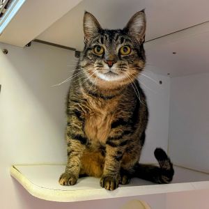 Gossamer, Senior Male Domestic Short Hair