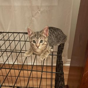 Blossom, Baby Female Domestic Short Hair