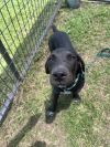 Blacky photo 1
