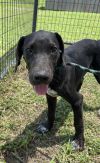 Blacky photo 4