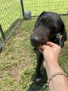 Blacky photo 6