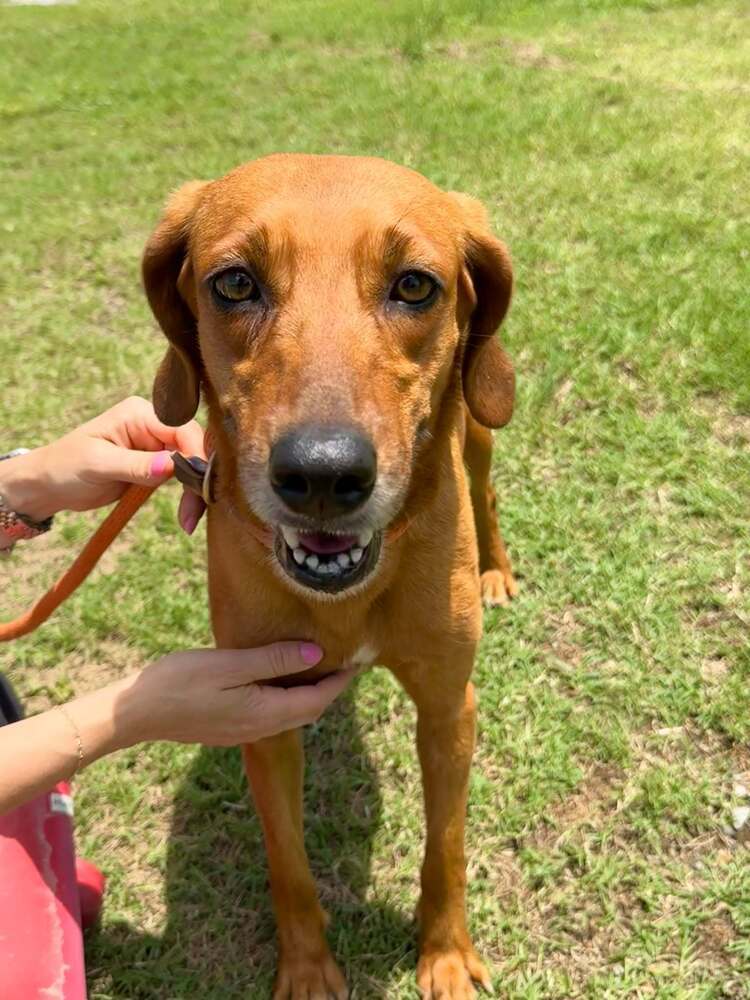 Rosie
