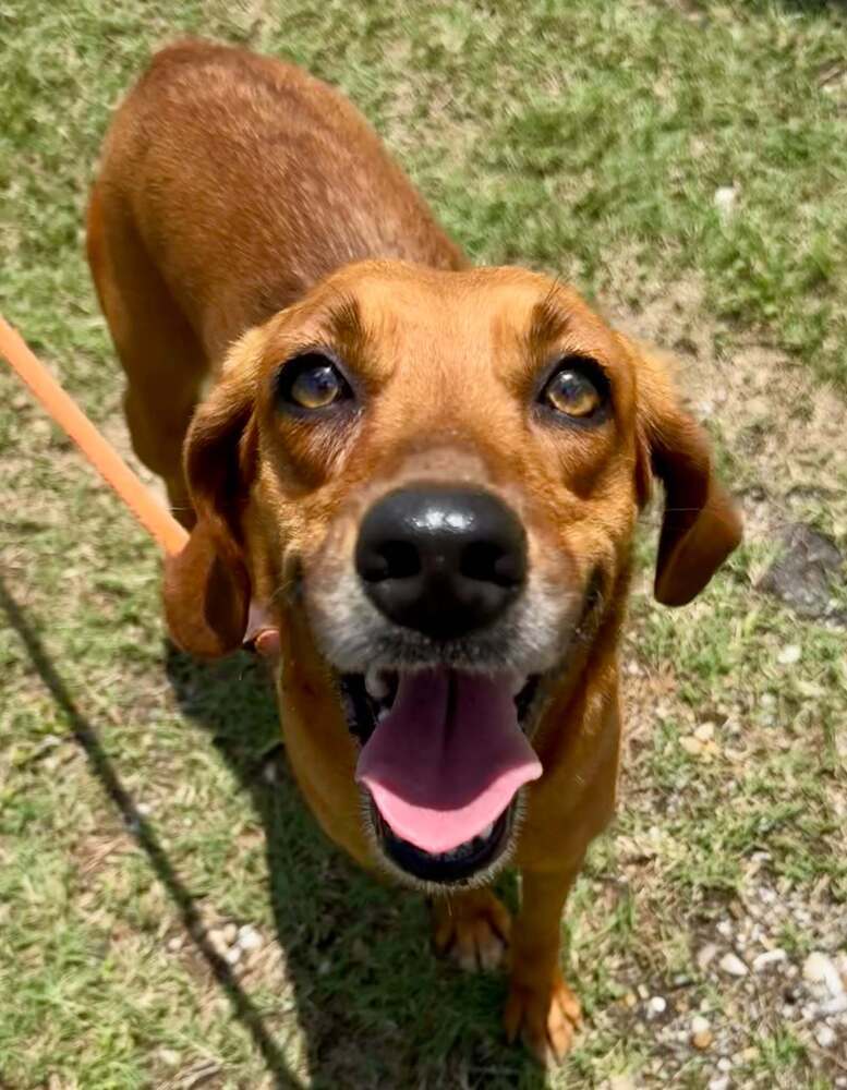 Rosie