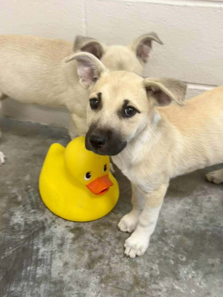 Tilly