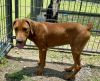 Browny photo 3