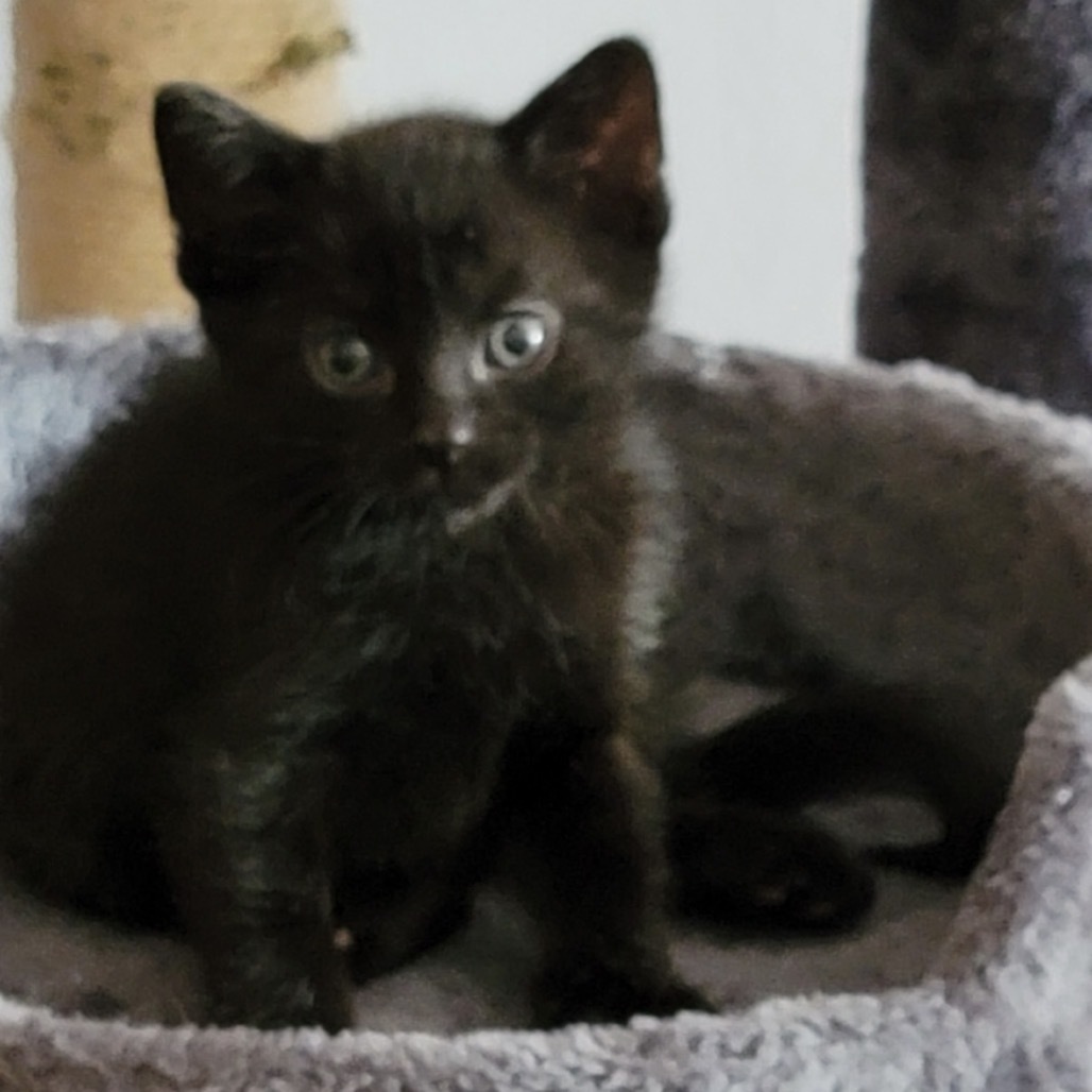 Elvis