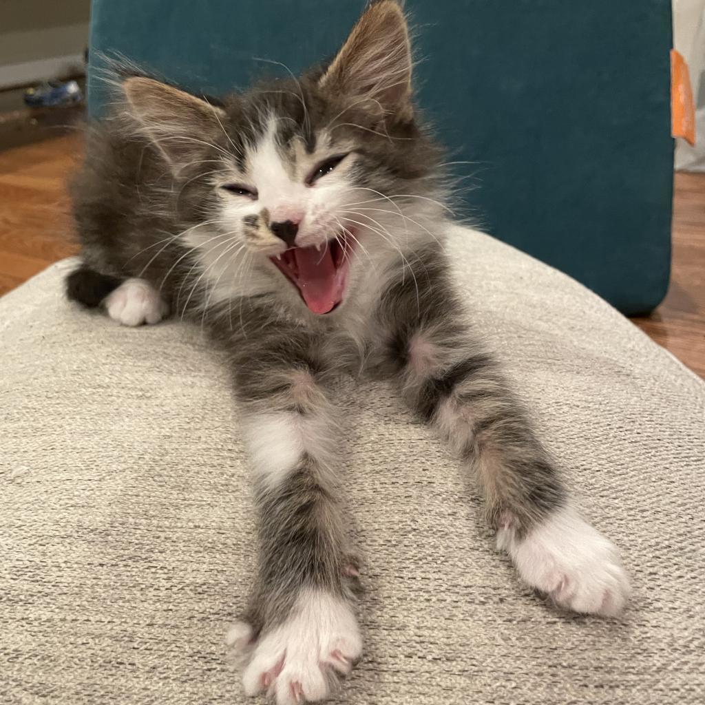 Zuul