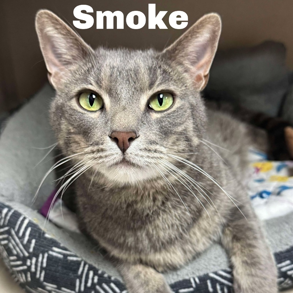 Smoke 250454, an adoptable Domestic Short Hair in Escanaba, MI, 49829 | Photo Image 1