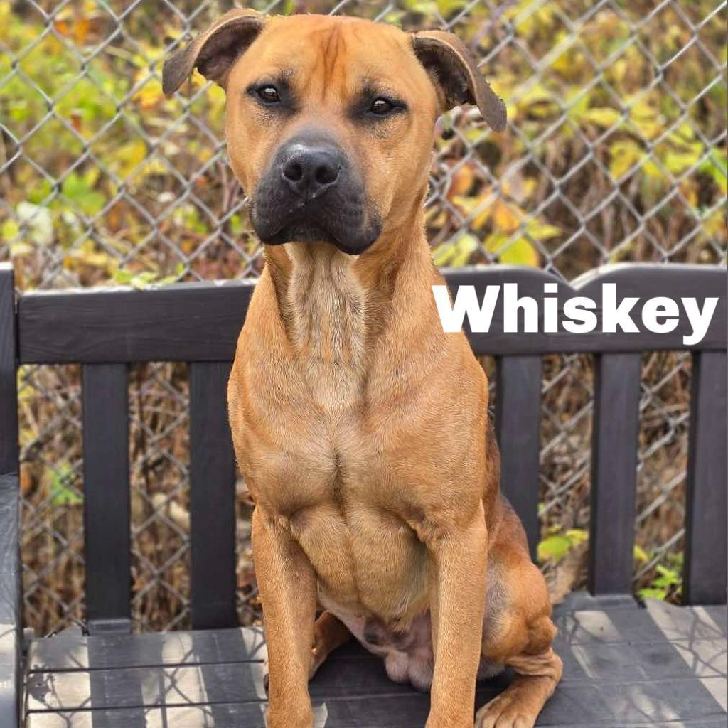 Whiskey 240854, an adoptable Mixed Breed in Escanaba, MI, 49829 | Photo Image 1