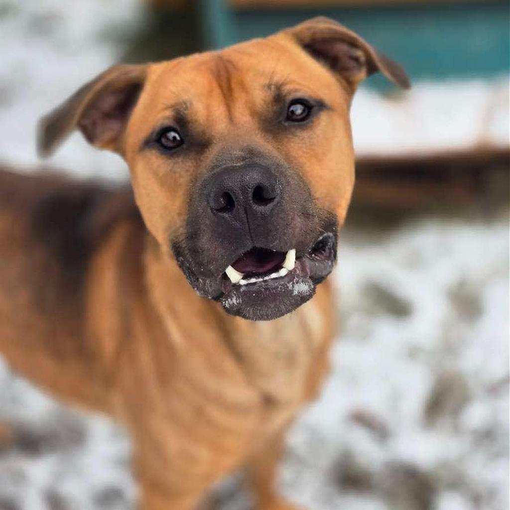 Whiskey 240854, an adoptable Mixed Breed in Escanaba, MI, 49829 | Photo Image 2