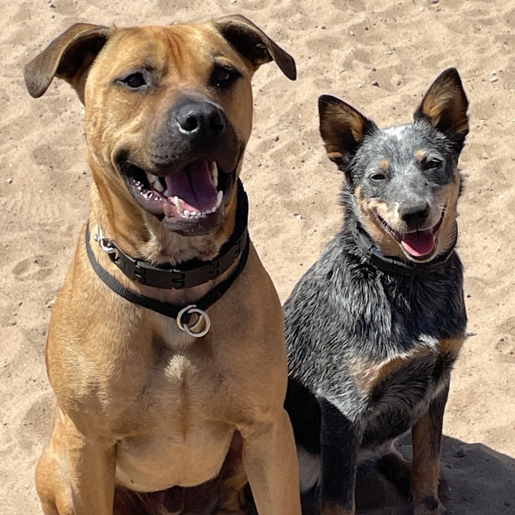 Whiskey 240854, an adoptable Mixed Breed in Escanaba, MI, 49829 | Photo Image 5