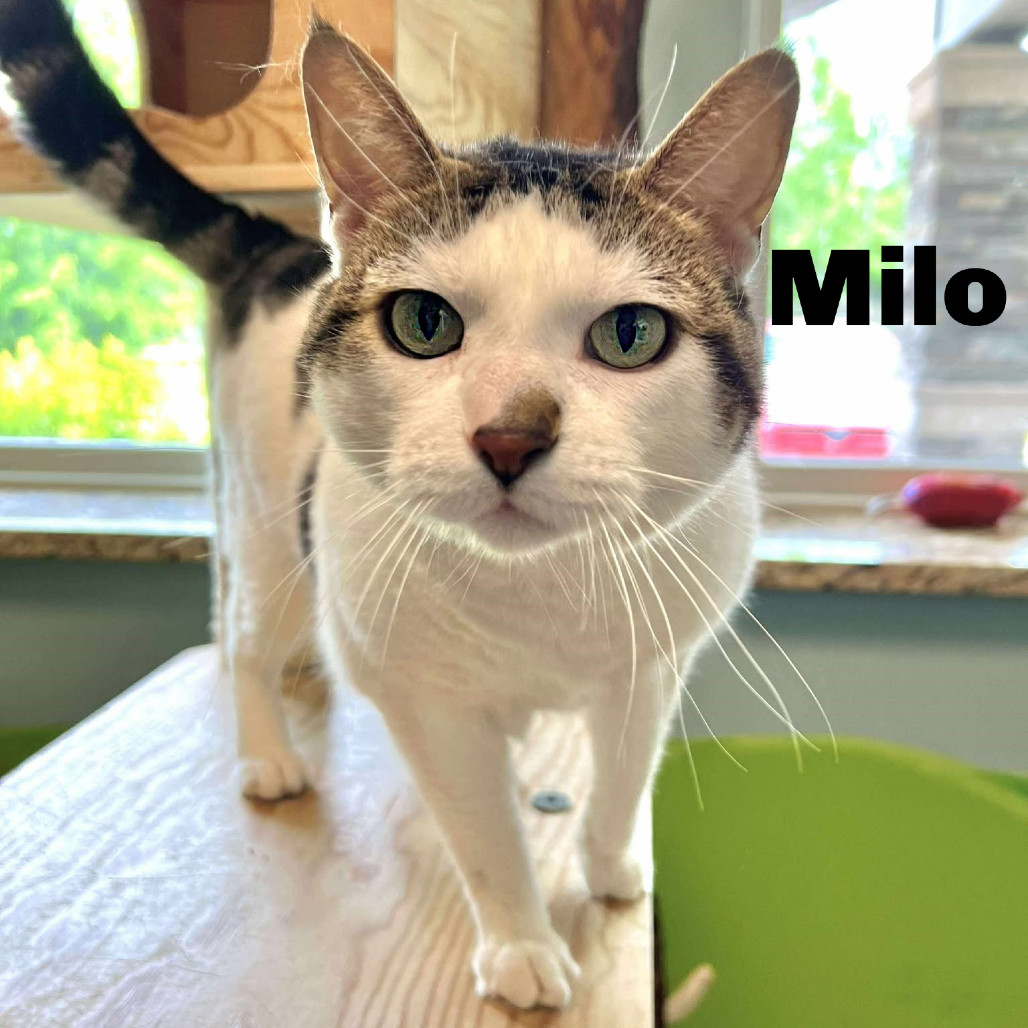 Milo 250453, an adoptable Domestic Short Hair in Escanaba, MI, 49829 | Photo Image 1
