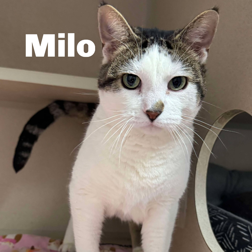 Milo 250453, an adoptable Domestic Short Hair in Escanaba, MI, 49829 | Photo Image 2