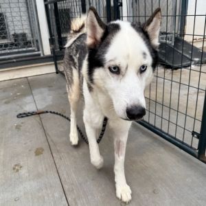 Kreed, Adult Male Husky
