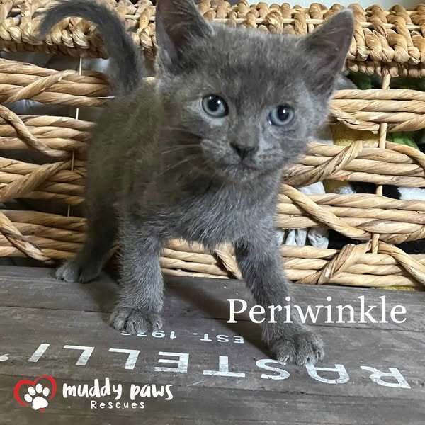 Blue Blossoms Litter: Periwinkle