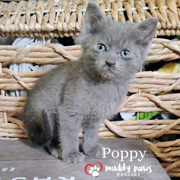 Blue Blossoms Litter: Poppy