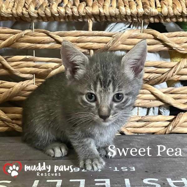 Blue Blossoms Litter: Sweet Pea