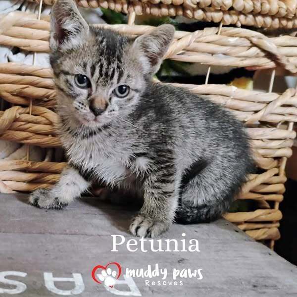 Blue Blossoms Litter: Petunia - Adoption Pending