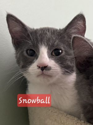 Snowball, Baby Female Domestic Short Hair