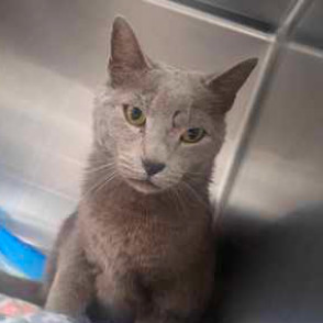 Bic, an adoptable Domestic Short Hair in Fort Collins, CO, 80526 | Photo Image 1