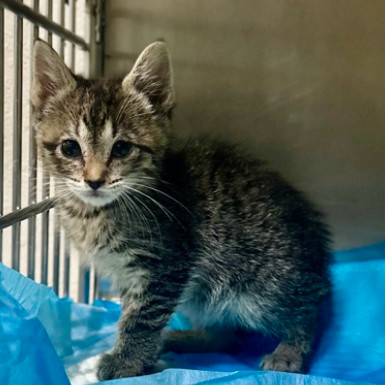 Pepita, an adoptable Domestic Short Hair in Fort Collins, CO, 80526 | Photo Image 1