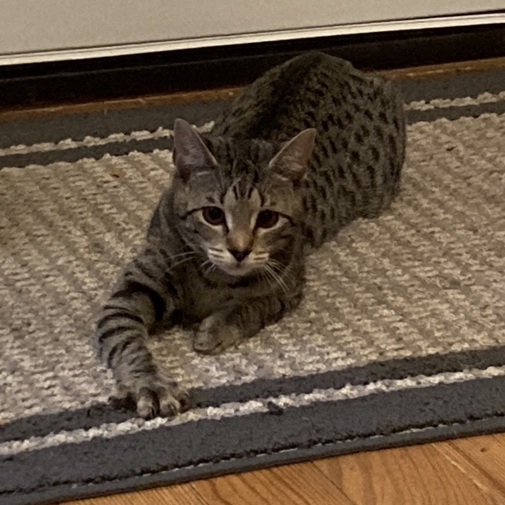 Pepita, an adoptable Domestic Short Hair in Fort Collins, CO, 80526 | Photo Image 1