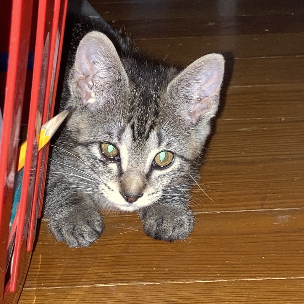 Pepita, an adoptable Domestic Short Hair in Fort Collins, CO, 80526 | Photo Image 3