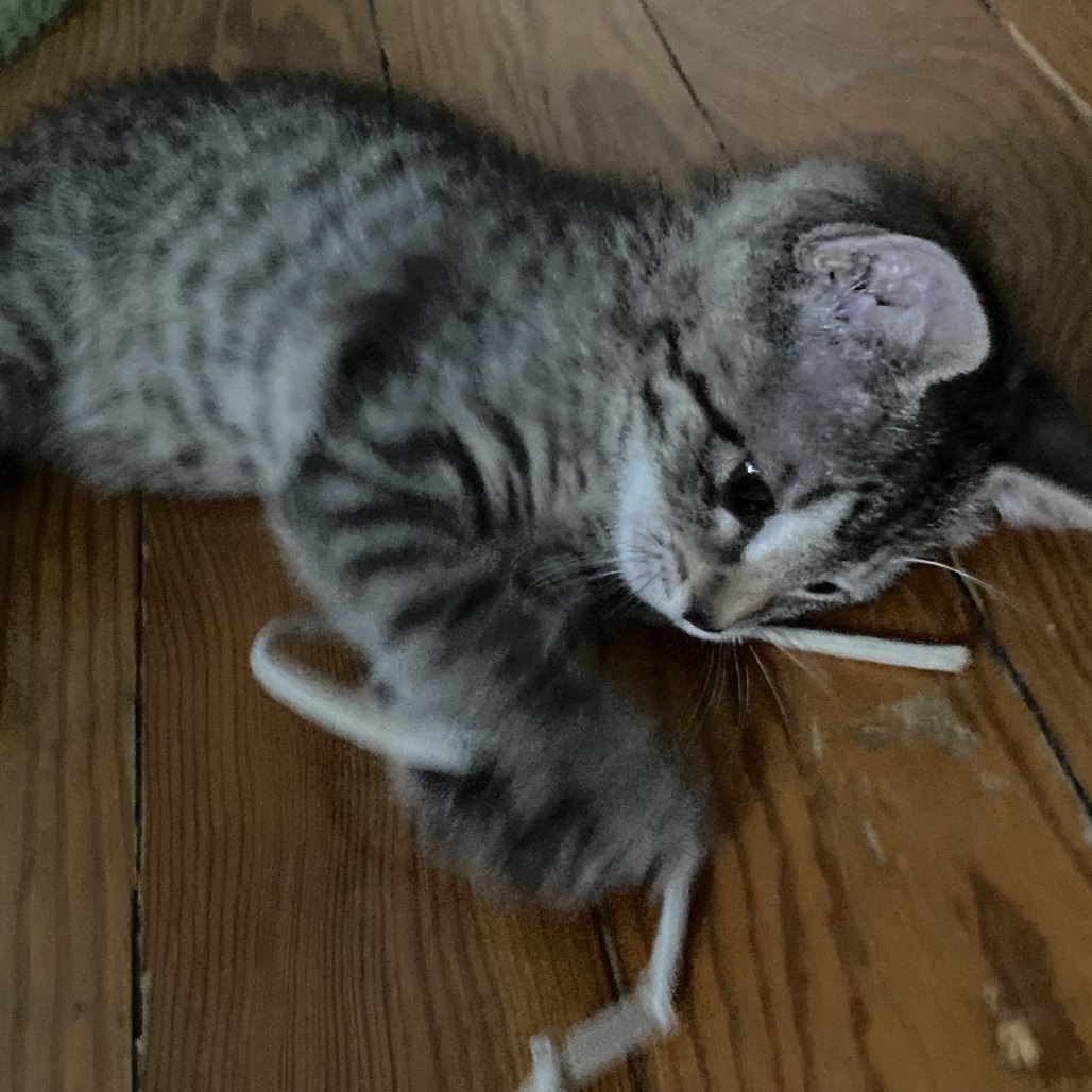 Pepita, an adoptable Domestic Short Hair in Fort Collins, CO, 80526 | Photo Image 4
