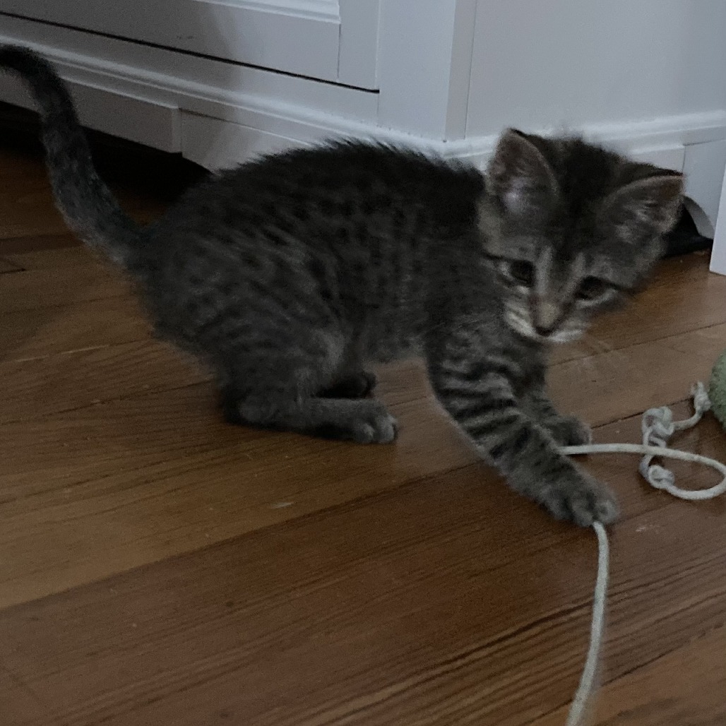 Pepita, an adoptable Domestic Short Hair in Fort Collins, CO, 80526 | Photo Image 4