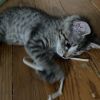 Pepita photo 5