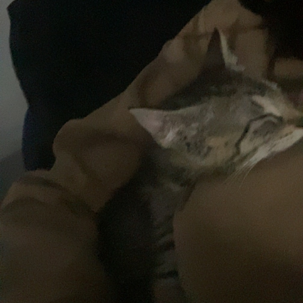 Pepita, an adoptable Domestic Short Hair in Fort Collins, CO, 80526 | Photo Image 6