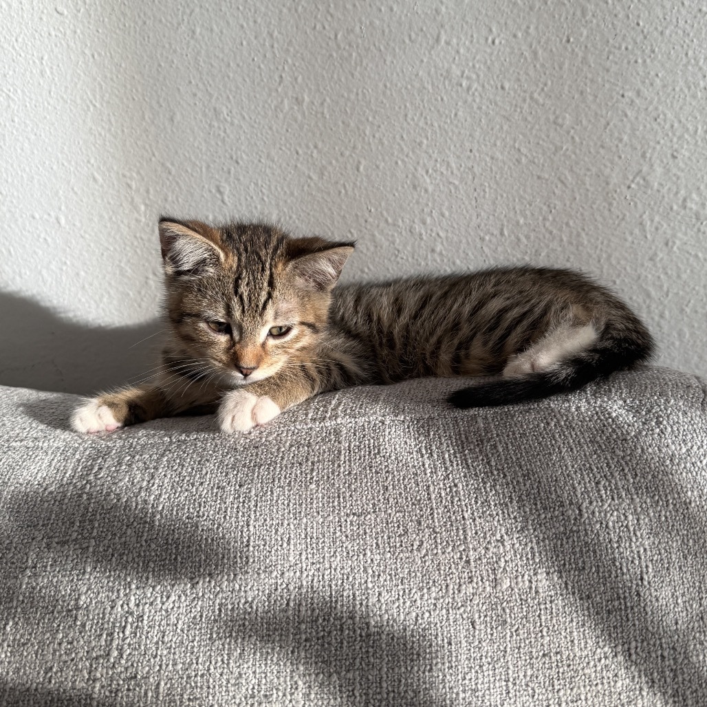 Rambo